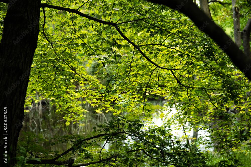 Fototapeta premium maple tree in the park
