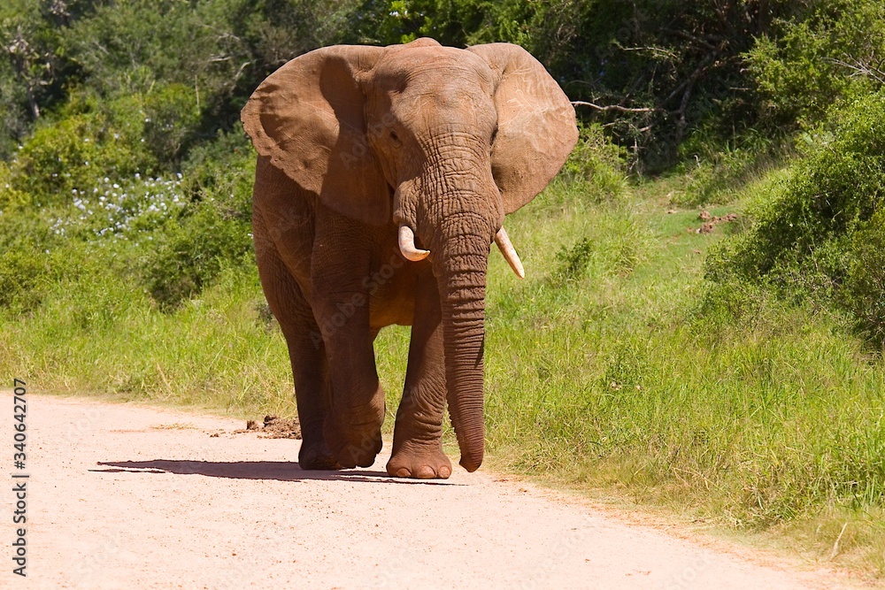 Lonely young African elephant walking along a gravel road