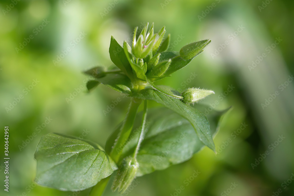 Chickweed , Stellaria media. Young taste very gently with flavour of nuts. Chickweed , Stellaria media. Young taste very gently with flavour of nuts.