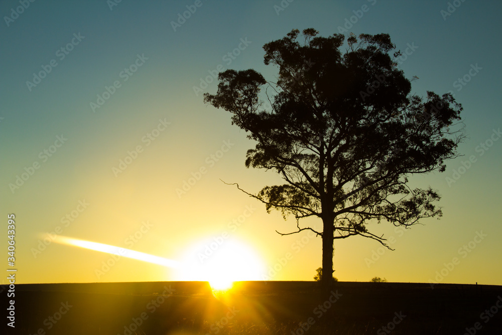 tree silhouette at sunset