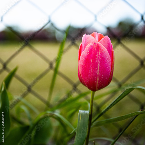 pink tulips in the garden