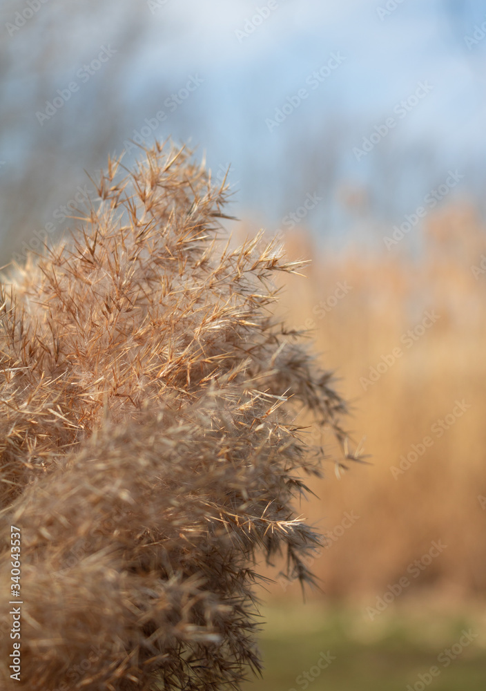 grass in the snow grass in the snow