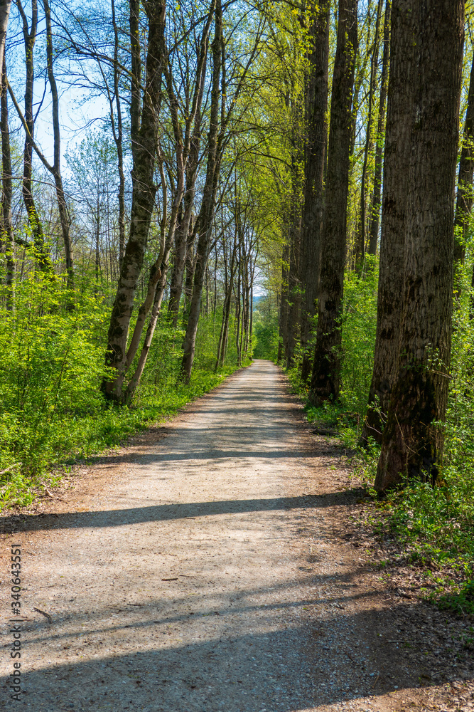 Fototapeta premium Allee mit Schotterstraße im Frühling