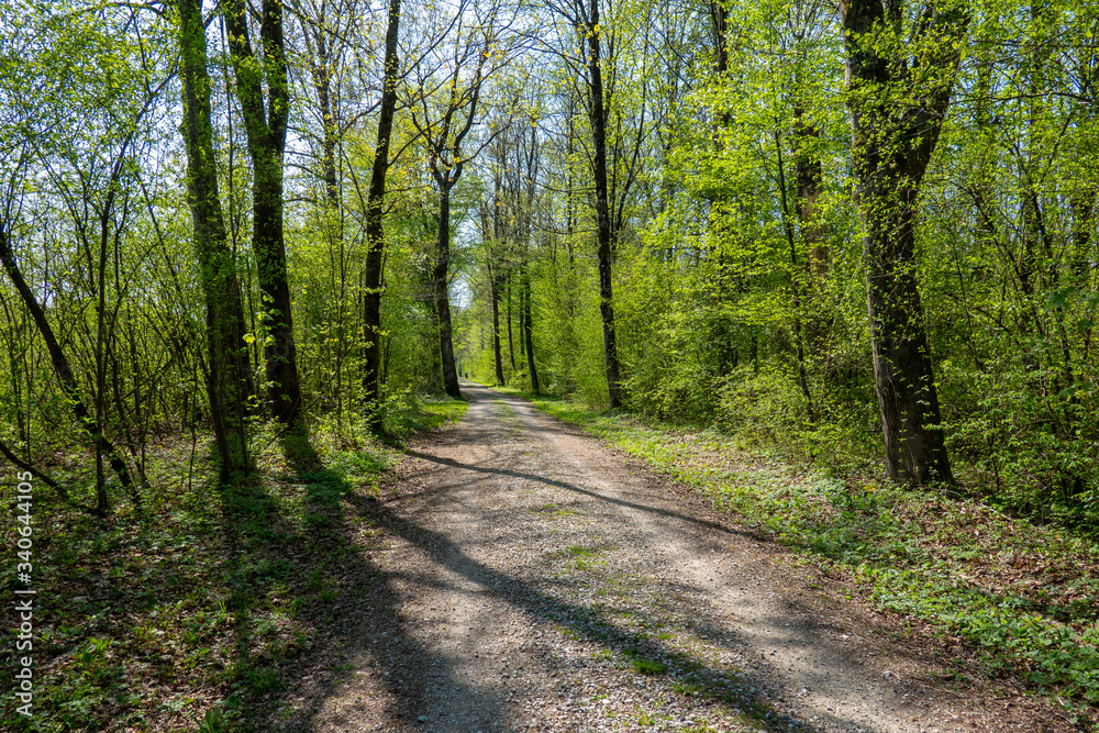 Obraz premium Allee mit Schotterstraße im Frühling
