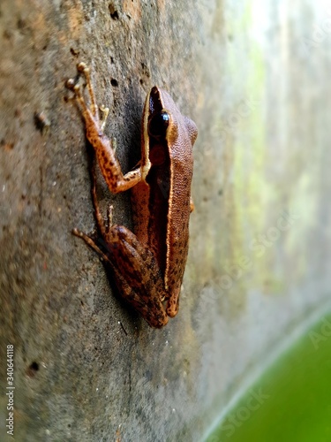Photography Fungoid Frog or Malabar hill frog:-
This photo is taken from Wayanad Kerala (India)