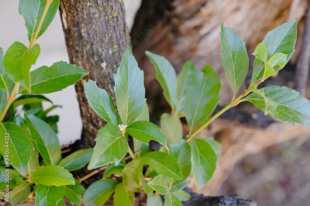 Obraz premium Small white flower at the centre of jiggered green leaves