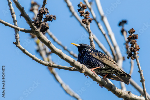 Starling on the tree. European Starling (Sturnus vulgaris)