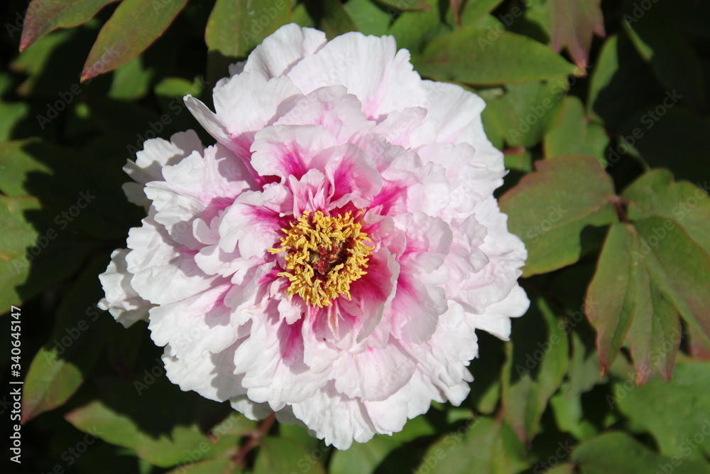 Obraz premium Peony bud spring flower blossom