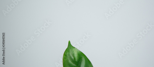 Zielony liść na szarym tle