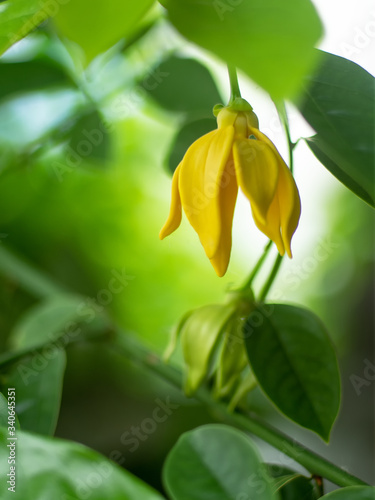 Ylang-ylang flower on tree with green leaf.