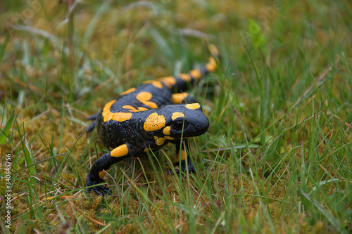 Salamandra salamandra. Salamander climbs in the grass. Strongly endangered animal species. Black-yellow color of amphibian.