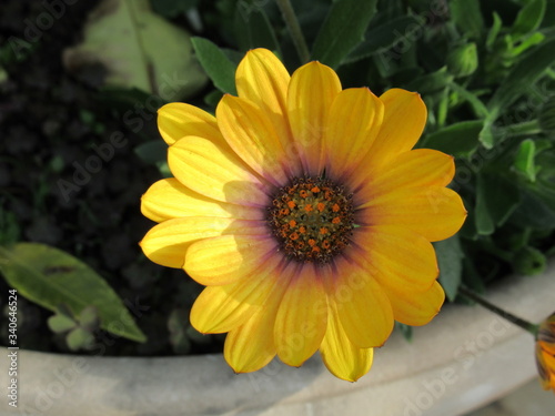 yellow flower in garden