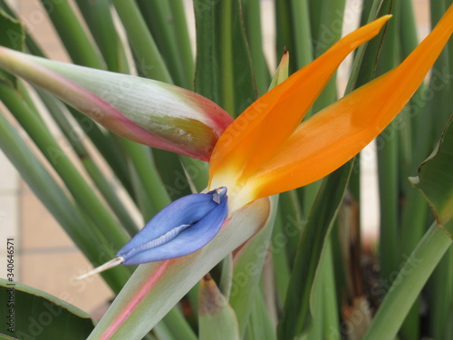 bird of paradise