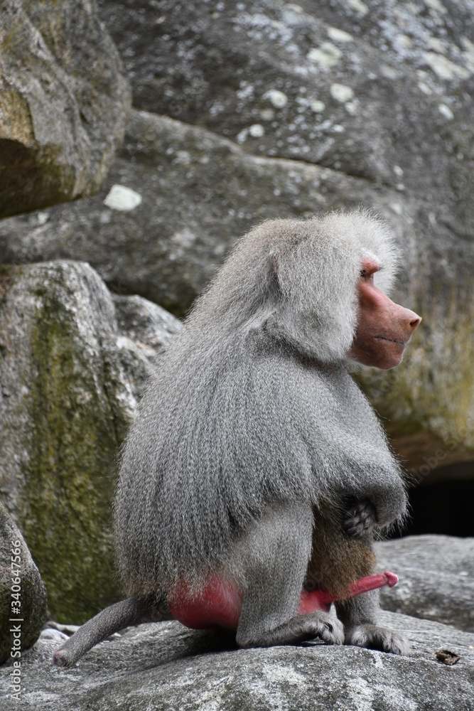 Obraz premium Tierisch gut