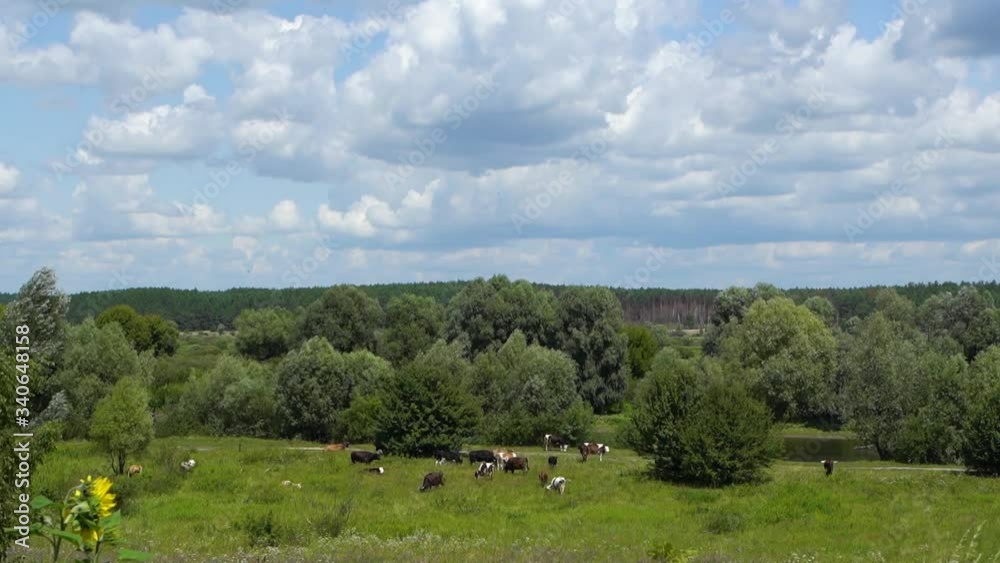 Video timelapse of herd of cows eating green grass in summer countryside meadow Video timelapse of herd of cows eating green grass in summer countryside meadow