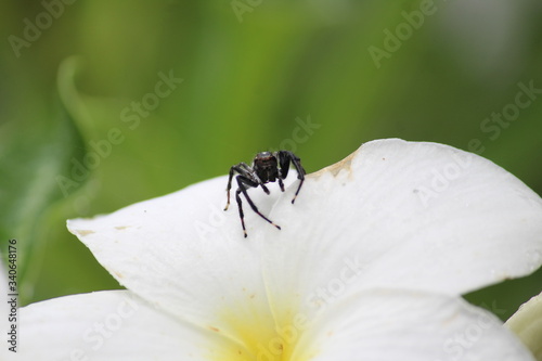 Pequena aranha