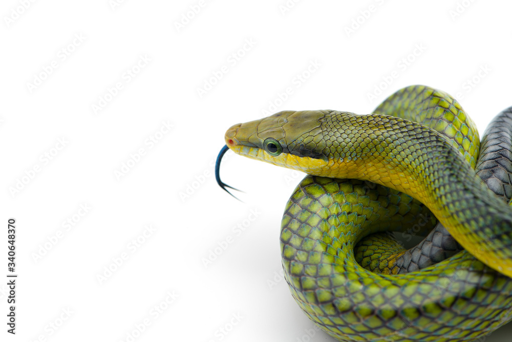 Fototapeta premium The red-tailed green rat snake isolated on white background