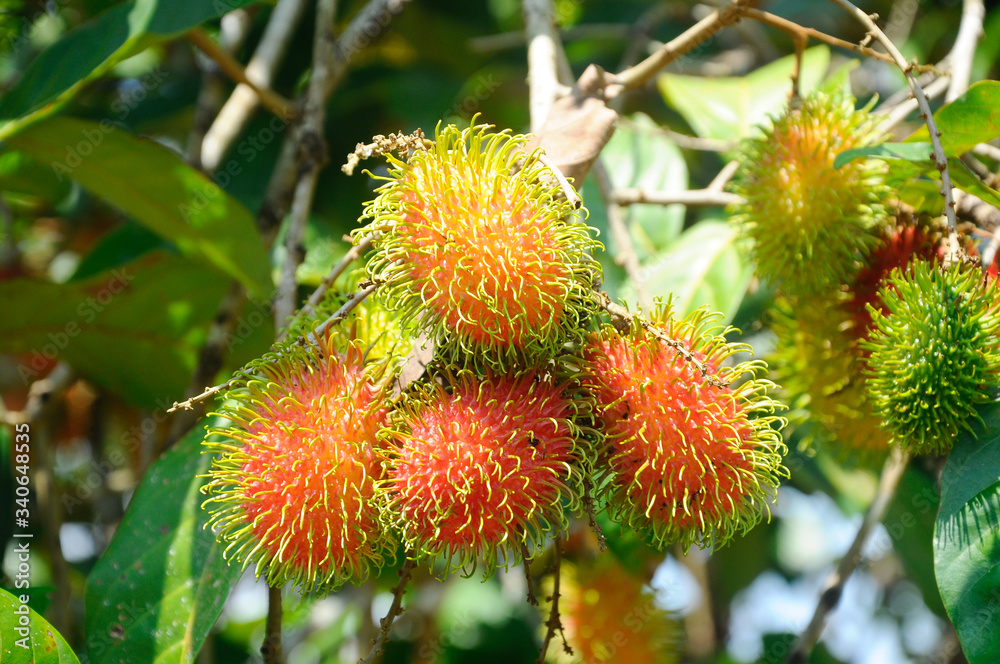 Rambutan fruit on the tree and being ripe. Ready to be picked and eaten.
Rambutan fruit on the tree and being ripe. Ready to be picked and eaten.