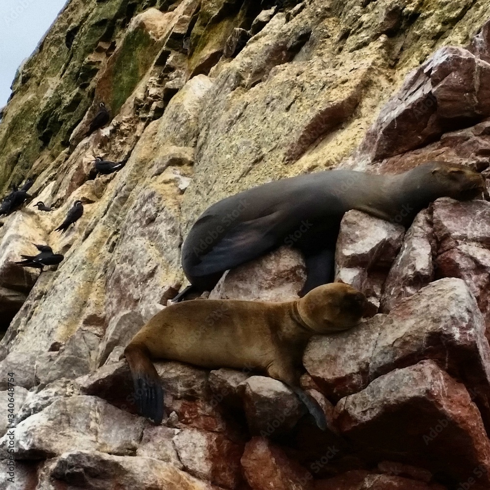 Fototapeta premium california sea lion
