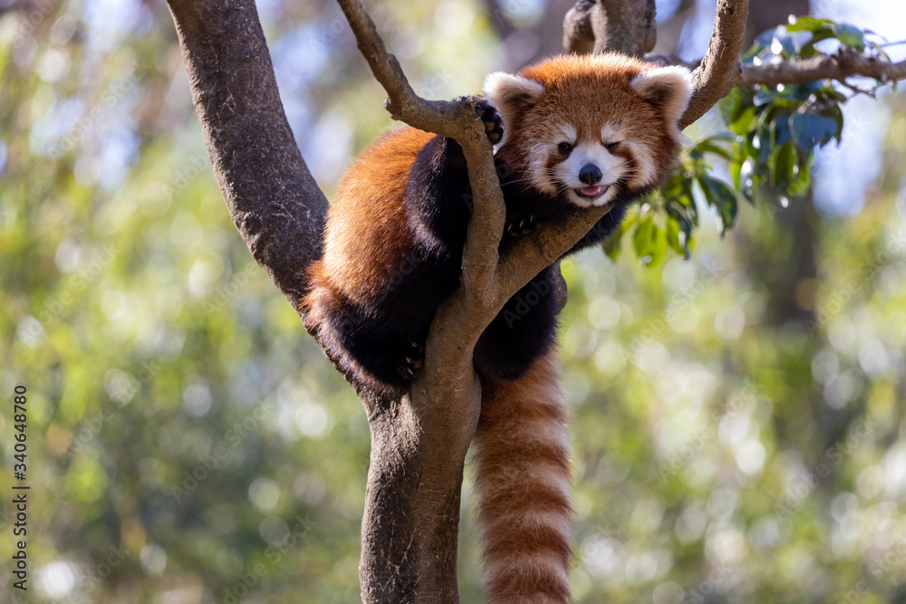 Obraz premium レッサーパンダ