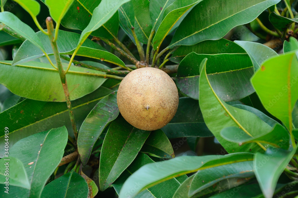 Manilkara zapota or sapodilla fruit on the tree at Mersing, Malaysia
Manilkara zapota or sapodilla fruit on the tree at Mersing, Malaysia