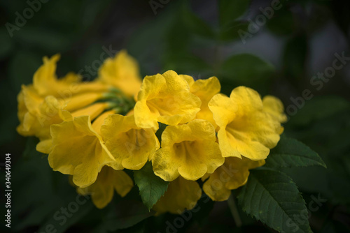 Yellow Tecoma stans flower in nature garden