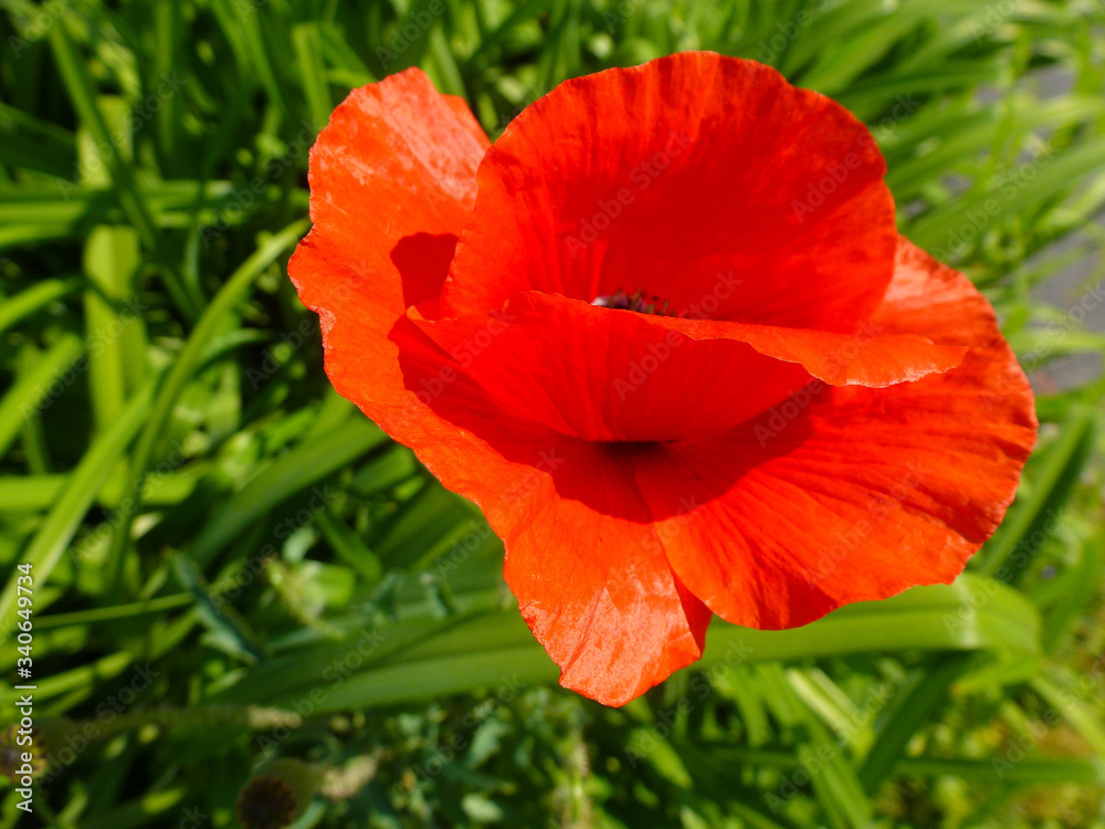 isolated bright red poppy flower closeup. soft blurred rural green field background. bright day light. fragile red petals in macro view. beauty in nature concept. spring freshness. isolated bright red poppy flower closeup. soft blurred rural green field background. bright day light. fragile red petals in macro view. beauty in nature concept. spring freshness.