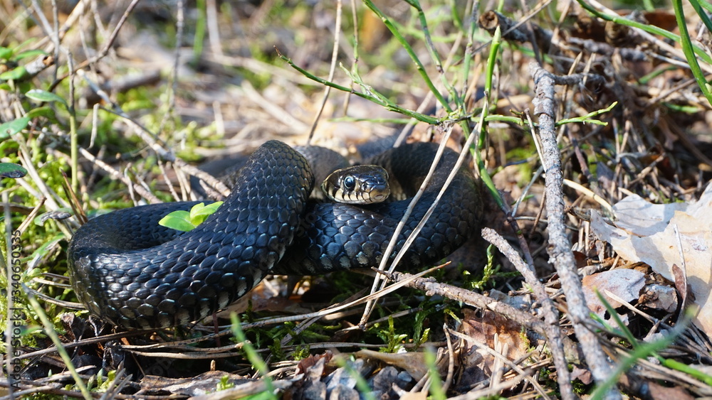 Obraz premium A young, small, non-venomous black snake lies on the forest green grass, moss, leaves on a spring-summer day in the forest and looks carefully away. Close-up, side view.
