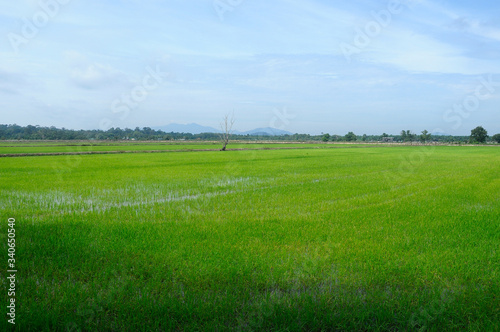 Rice field or paddy field in Malaysia. Paddy plant is still young about a few weeks old.  © Aisyaqilumar