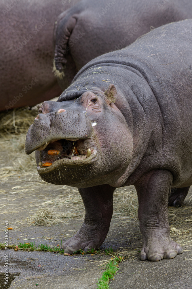 
hippopotamus in nature 