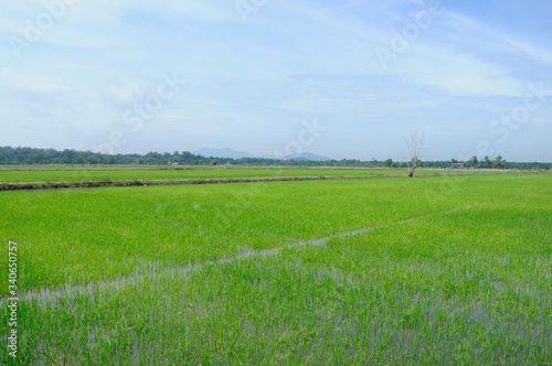 Rice field or paddy field in Malaysia. Paddy plant is still young about a few weeks old. 