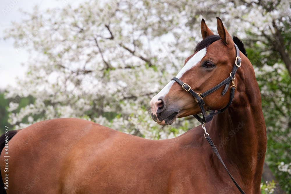 portrait of bay sportive horse at blossom tree background