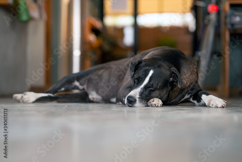 A stray dog sleeping on the floor of a cafe