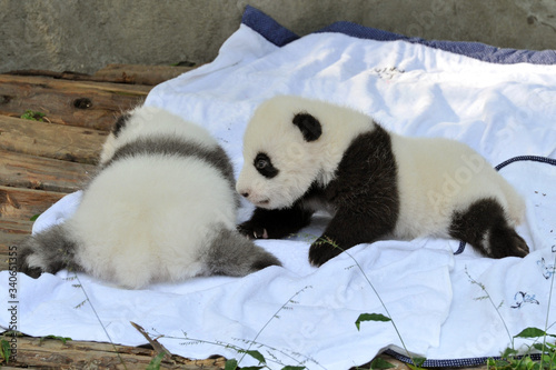 Cute newborn panda bears