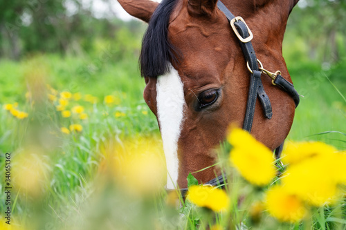 portrait of grazing bay sportive horse at blossom field. close up