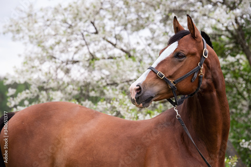 portrait of bay sportive horse at blossom tree background Fototapeta