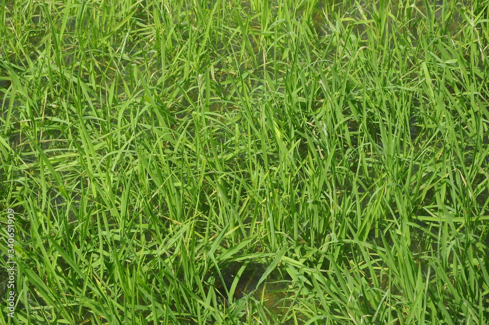 Rice field or paddy field in Malaysia. Paddy plant is still young about a few weeks old.
Rice field or paddy field in Malaysia. Paddy plant is still young about a few weeks old.