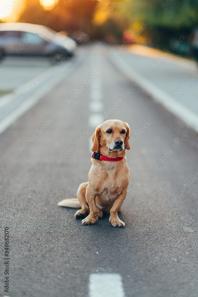 Dog sitting alone at the middle of the road