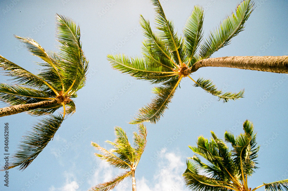 Palm Trees and Blue Sky. Taken in Oahu, HI. Palm Trees and Blue Sky. Taken in Oahu, HI.