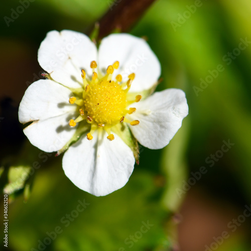 Yellow Flower with White Petals with a macro lens