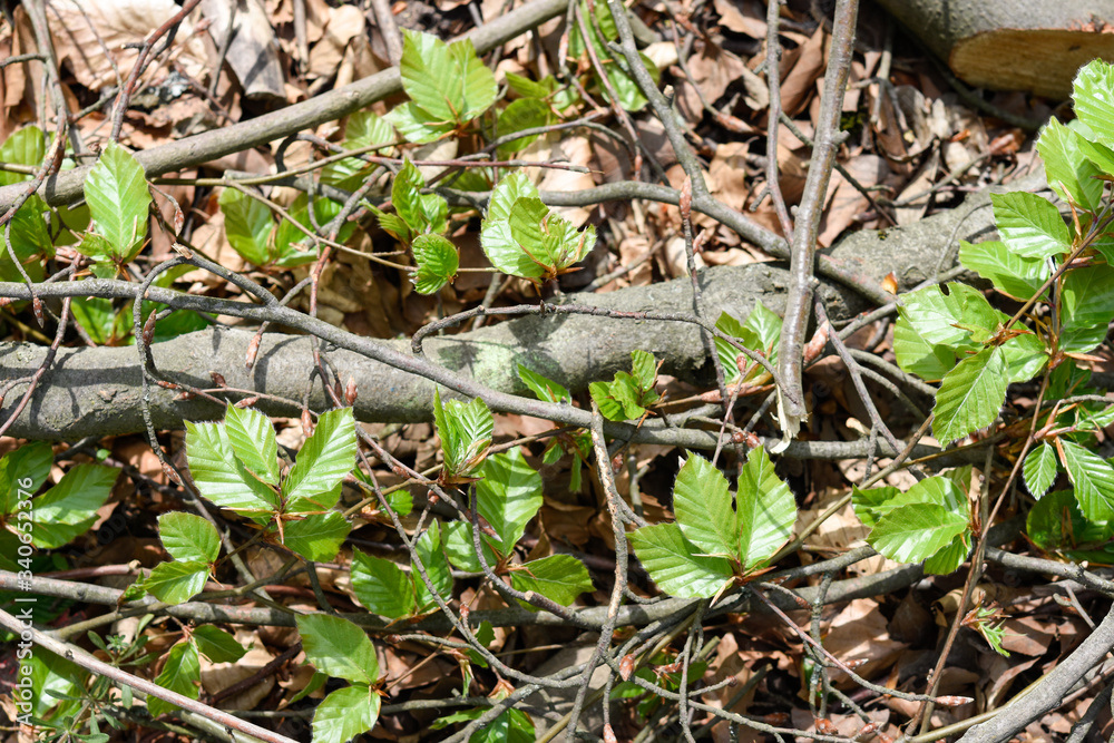 Springtime, new and fresh green leaves Springtime, new and fresh green leaves