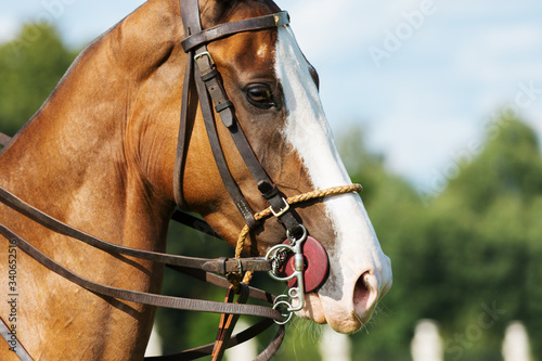 Photo Head of a chestnut horse in sport polo bridle with reins on green field background