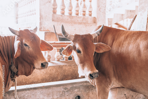 beautiful well-groomed cows on a dairy ecofarm. sacred Hindu cow zebu on a dairy farm called goshala. Hinduism, taking care of the cows, lifestyle.