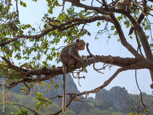 Mono en el árbol 