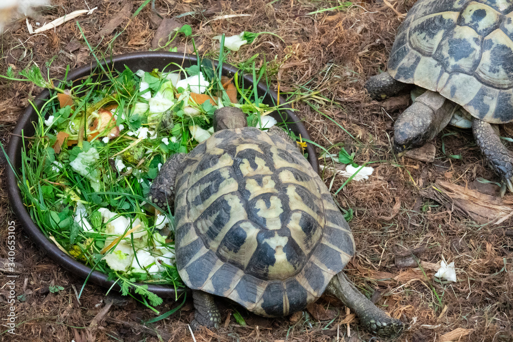 Tortue d'Hermann en train de manger Tortue d'Hermann en train de manger