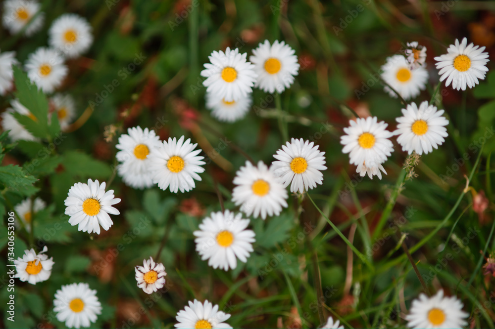 Fototapeta premium fiore