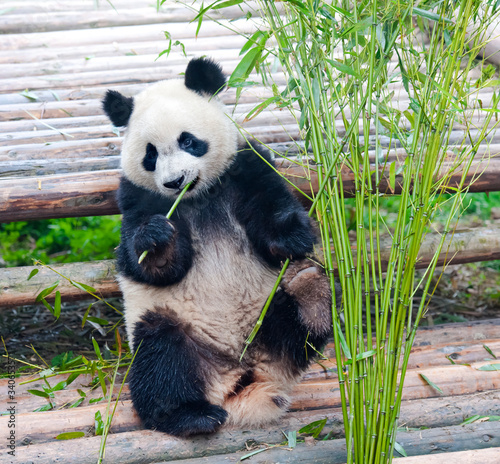 Fototapeta Naklejka Na Ścianę i Meble -  giant panda eating bamboo