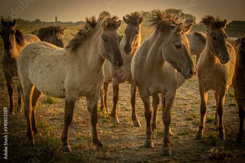 wild horses in the wild