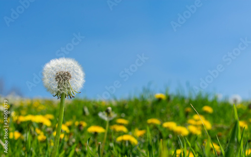 A crisp clear dandelion pappus set against the background of a cloudless bright blue sky standing tall and proud above the other yellow and white flowers in the green meadow