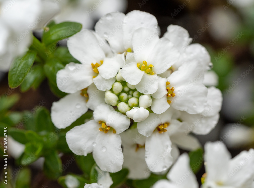 Close-up of white flower with raindrops (Iberis sempervirens - Close-up of white flower with raindrops (Iberis sempervirens -